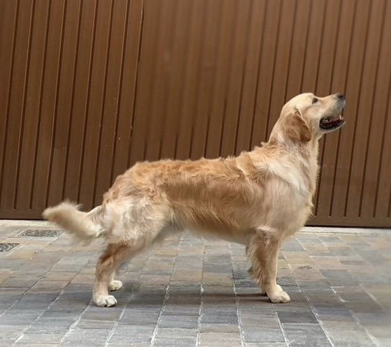 Dogzonline sales golden retriever